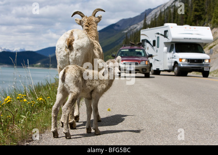 Bighorn sheep (Ovis canadensis) ewe and lamb and traffic along Maligne Lake Road near Medicine Lake Jasper National Park Alberta