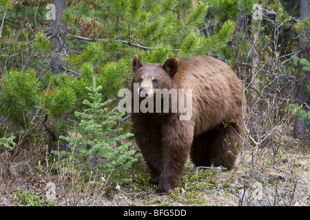 American black bear (Ursus americanus) cinnamon phase Jasper National Park Alberta Canada. fur of black bears can range from bla