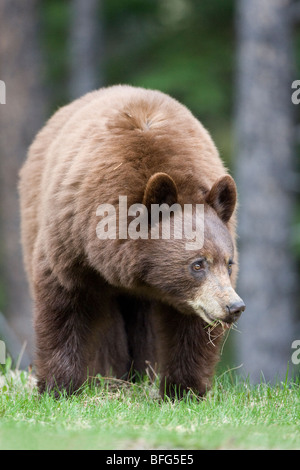 American black bear (Ursus americanus) cinnamon phase eating grass Jasper National Park Alberta Canada. fur of black bears can r
