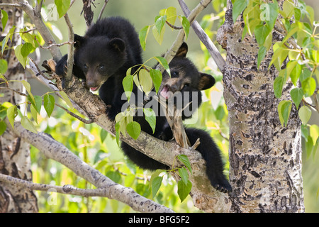 Black bear cubs (Ursus americanus) in tree (Populus sp.) Jasper National Park Alberta Canada. female bear sent her two cubs up a Stock Photo