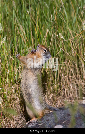Columbian ground squirrel (Spermophilus columbianus), eating grass seeds, Waterton Lakes National Park, Alberta, Canada. Stock Photo