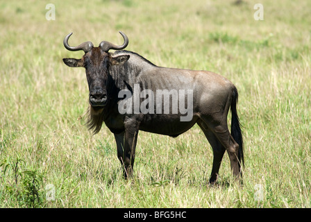 wildebeests looking at camera Stock Photo
