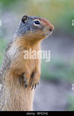 Columbian ground squirrel (Spermophilus columbianus), Glacier National Park, Montana, USA. Stock Photo