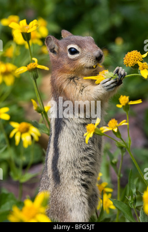 Golden-mantled ground squirrel (Spermophilus lateralis) eating alpine wildflowers (probably Arnica sp.) Hidden Lake Overlook are Stock Photo