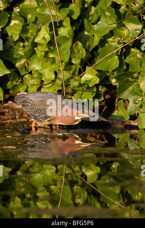 Green heron  (Butorides virescens), adult, Ambleside Park, West Vancouver, British Columbia. Stock Photo