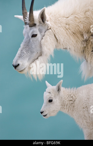 Mountain goat (Oreamnos americanus), nanny and kid, Jasper National Park, Alberta, Canada. Stock Photo