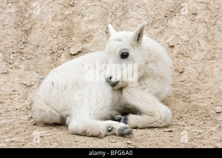 Mountain goat (Oreamnos americanus), kid grooming while lying down, Jasper National Park, Alberta, Canada. Stock Photo