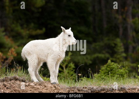 Mountain goat (Oreamnos americanus), kid, Jasper National Park, Alberta, Canada. Stock Photo