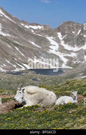 Mountain goat (Oreamnos americanus), Mount Evans Wilderness Area, Colorado, USA. Stock Photo