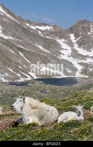 Mountain goat (Oreamnos americanus) nanny and kid bedded down,overlooking Abyss Lake Mount Evans Wilderness Area Colorado USA. n Stock Photo
