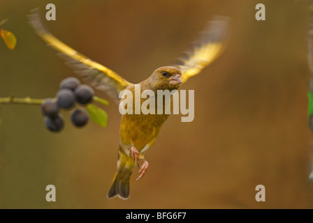 Greenfinch Carduelis chloris in flight action, adjacent to blackthorn bush with sloes, clear background. Stock Photo