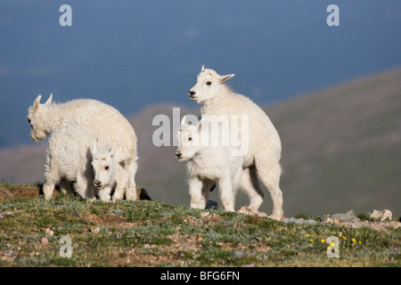 Mountain goat (Oreamnos americanus), kids playing, Mount Evans Wilderness Area, Colorado, USA. Stock Photo