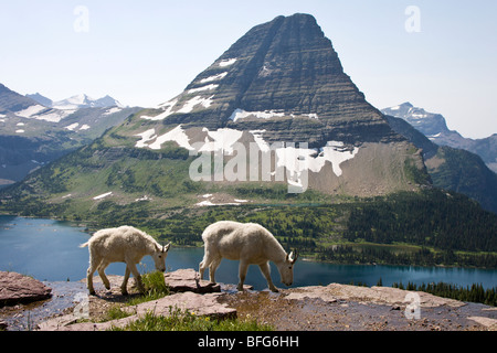 Mountain goat (Oreamnos americanus) nanny and yearling overlooking Hidden Lake and Bearhat Mountain Glacier National Park Montan Stock Photo