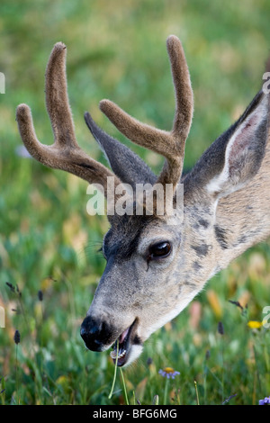 Mule deer (Odocoileus hemionus), buck grazing on alpine vegetation. Logan Pass, Glacier National Park, Montana. Stock Photo