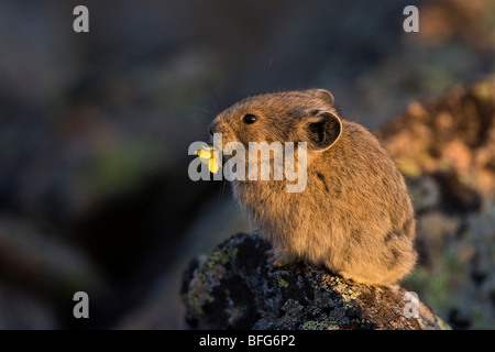 American pika (Ochotona princeps), eating alpine aven (Acomastylis rossii), Rocky Mountain National Park, Colorado, USA. Stock Photo