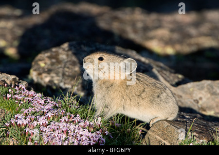 American pika (Ochotona princeps) on moss campion (Silene acaulis subacaulescens), Rocky Mountain National Park, Colorado, USA. Stock Photo