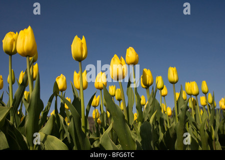 Tulips (Tulipa gesneriana), near Agassiz, British Columbia. Stock Photo