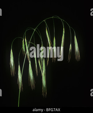 Sterile or barren brome (Bromus sterilis) flower Stock Photo