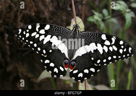 Citrus Swallowtail Papilio demodocus Taken In Nkuu Ndoo Village, Kilimanjaro Foothills, Tanzania Stock Photo