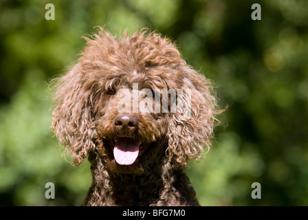 brown standard poodle looking at camera Stock Photo