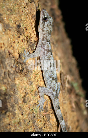Tree Gecko Hemidactylus modestus Taken In Mto Wa Mbu, Tanzania, Africa Stock Photo
