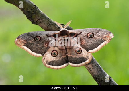 Männliches Wiener Nachtpfauenauge (Saturnia pyri) - Male Giant Peacock Moth Stock Photo