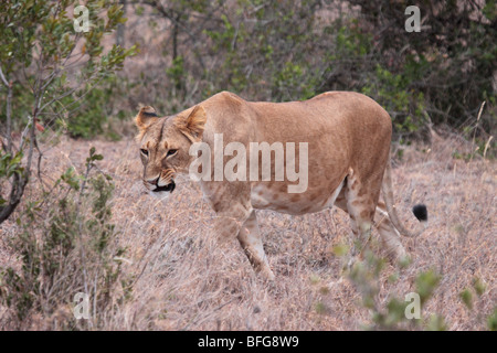 female African lion Panthera leo in Sweet Waters Kenya Stock Photo