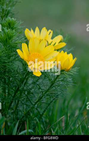 Frühlings Adonisröschen (Adonis vernalis) - Spring Pheasant s Eye from Europe (Austria) Stock Photo