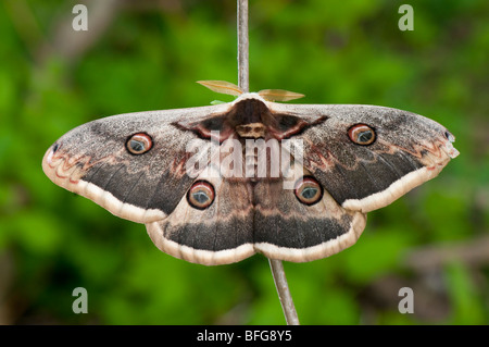Männliches Wiener Nachtpfauenauge (Saturnia pyri) - Male Giant Peacock Moth Stock Photo