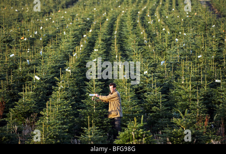 Rows of Christmas Trees at a Christmas tree farm in Bethlehem, New Stock Photo: 309845844 - Alamy