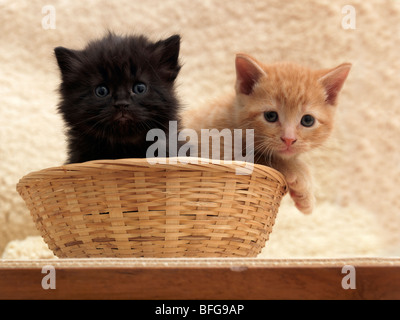 Two Kittens in a Basket Brother and Sister Three Weeks Old Stock Photo