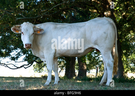 blonde d'aquitaine side view Stock Photo