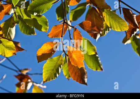 Leaves changing their colour in the autumn season Stock Photo