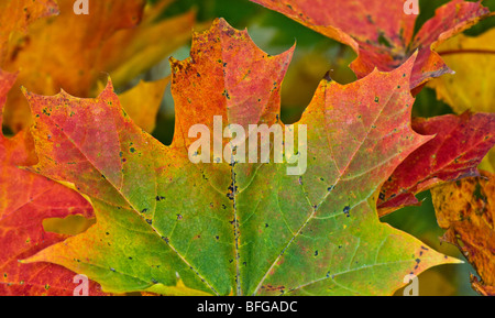 Leaves changing their colour in the autumn season Stock Photo