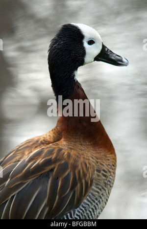 white-faced whistling duck side view Stock Photo