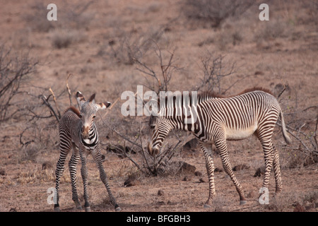 Grevy's Zebras Stock Photo
