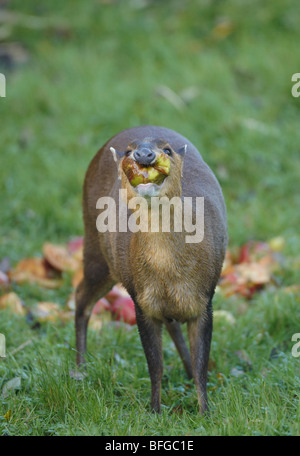 Muntjac also called Barking Deer eating apples in Oxfordshire  garden during Autumn Stock Photo