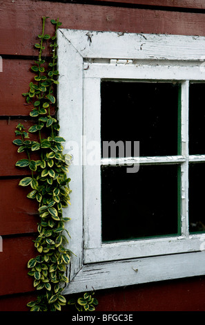 White window of The Boathouse Tearoom with ivy growing up one side in the Priest's House Museum gardens in Wimborne, Dorset Stock Photo