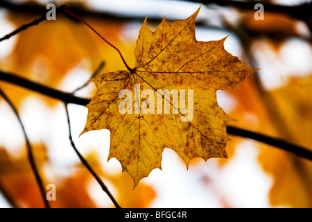 A sycamore leaf on a tree in Autumn