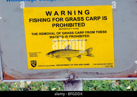 Grass Carp (Ctenopharyngodon idella), a herbivorous, freshwater fish. Stock Photo