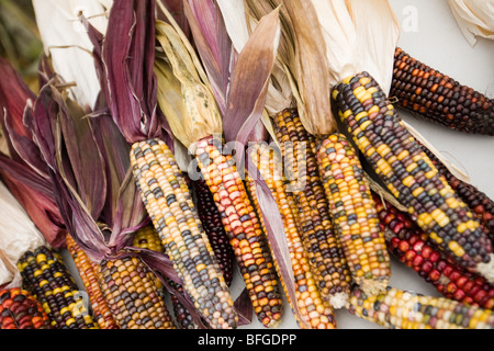 corn (ears of corn) Stock Photo