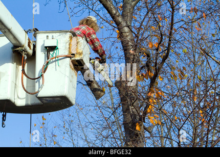 A man in cherry picker high in a tree trimming pruning limbs and branches. He has very long frizzy grey gray hair. Stock Photo