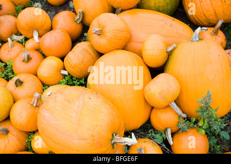 Batch of Pumpkins Stock Photo