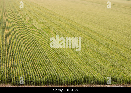 Aerial view of an American corn maize field with irrigation in summer. North Platte, Nebraska, Great Plains, USA US Stock Photo