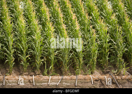 Aerial view of an American corn maize field with irrigation in summer. North Platte, Nebraska, NE US USA. Stock Photo