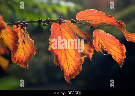 Hamamelis or Witch Hazel leaves in Autumn Stock Photo