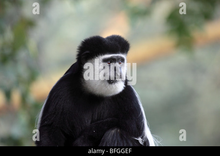 mantled guereza portrait Stock Photo