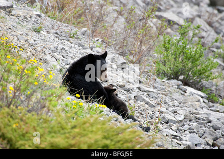 Black Bear sow suckling cubs on rocky mountainside. Stock Photo