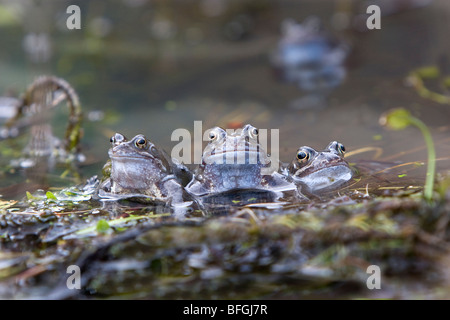 Rana temporaria - Common frog breeding in garden pond Stock Photo