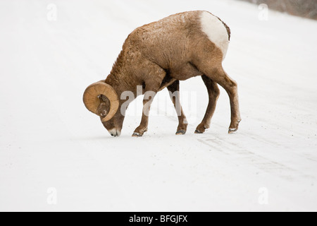 Bighorn Sheep grazing on snow covered field Stock Photo